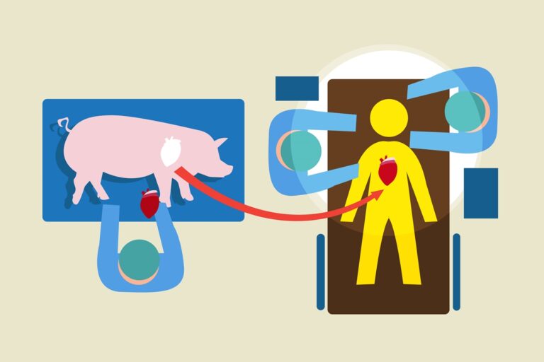 Por que é aceitável usar órgãos de porcos em pessoas, mas não o oposto