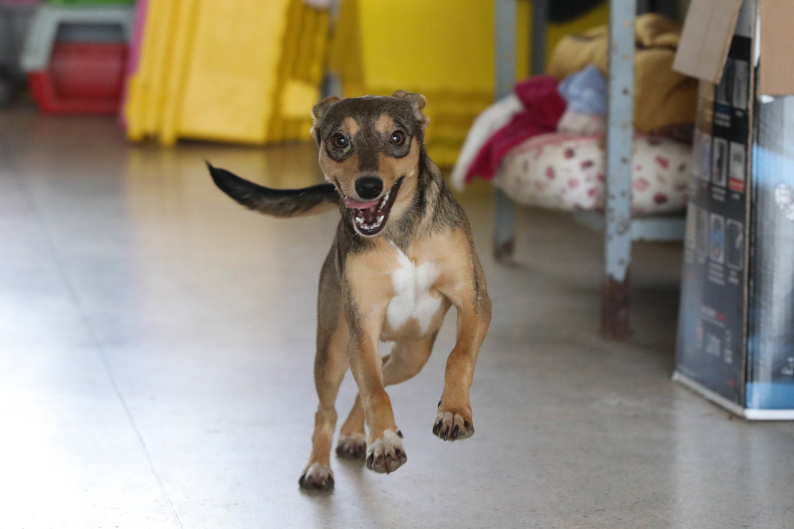 Protetores de animais do DF recebem benefício financeiro do governo