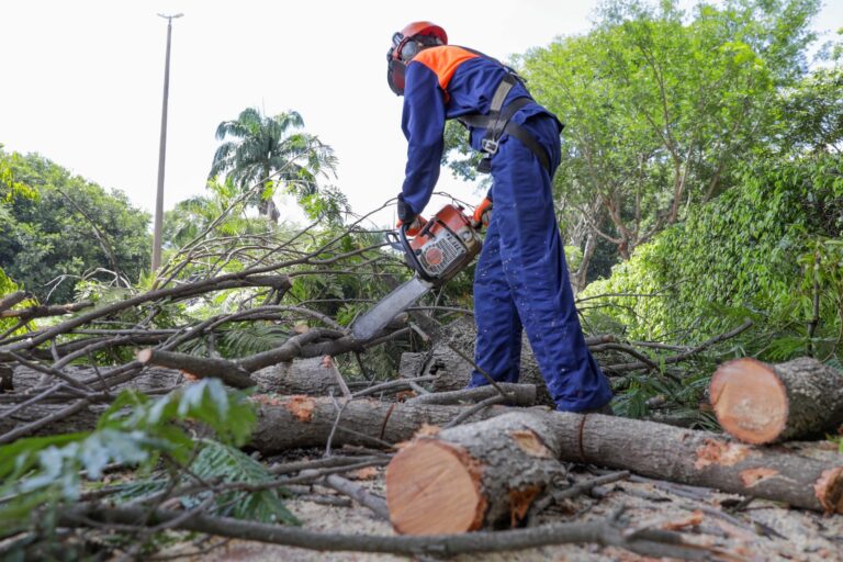 Árvores sob risco mobilizam mais de 21,8 mil atendimentos no DF