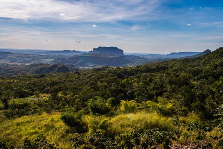 Fruta do Cerrado surpreende por alto teor de vitamina A