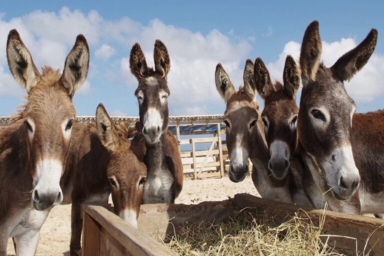 Leite de jumenta vira aposta para saúde, cosméticos e economia