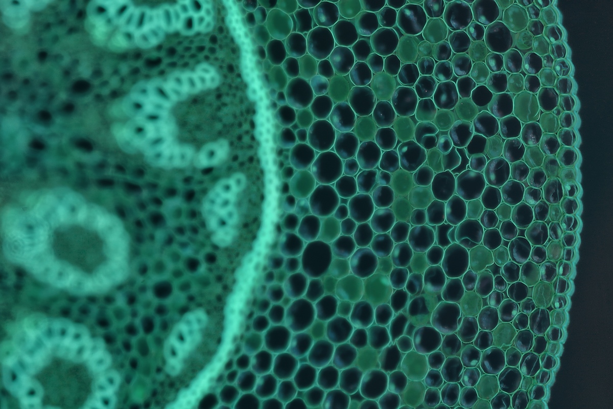 Milhões de células da sua mãe ainda vivem em você, sugere estudo