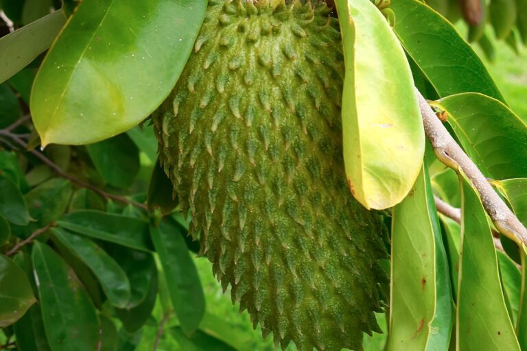 Nutricionistas explicam gelatina de fruta famosa como "bomba da juventude"
