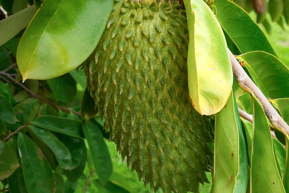 Nutricionistas explicam gelatina de fruta famosa como "bomba da juventude"