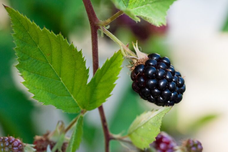 Nutricionistas listam benefícios e como fazer o suco de folha de amora