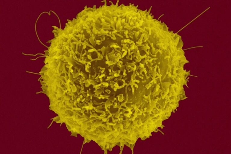 Sistema imunológico é diferente entre populações, sugere estudo