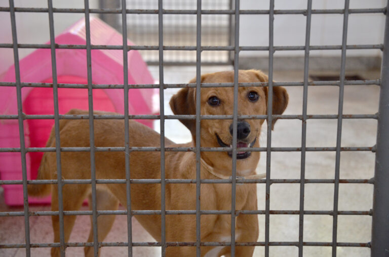 Zoonoses do DF abre adoção de cães resgatados