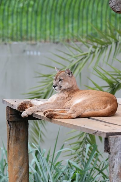 Onças pardas retornam ao Zoológico de Brasília após ambiente ser reformado